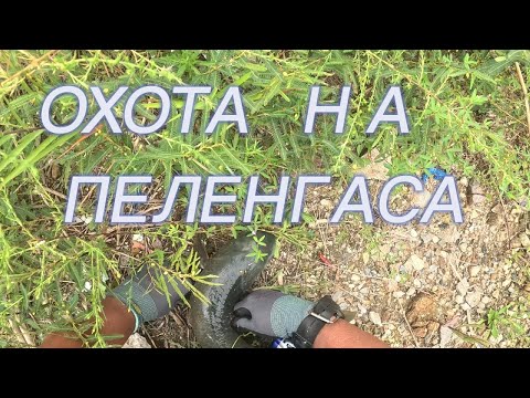 Видео: ОХОТА НА ПЕЛЕНГАСА