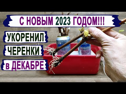 Видео: 🍇 Укоренил ЧЕРЕНКИ винограда в ДЕКАБРЕ! Что из ЭТОГО вышло? Что с ними делать? С Новым Годом!