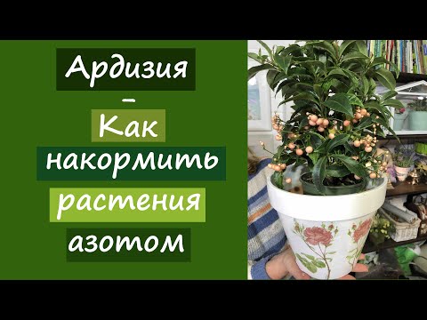 Видео: Таинственное растение- Ардизия. Как накормить растения азотом?