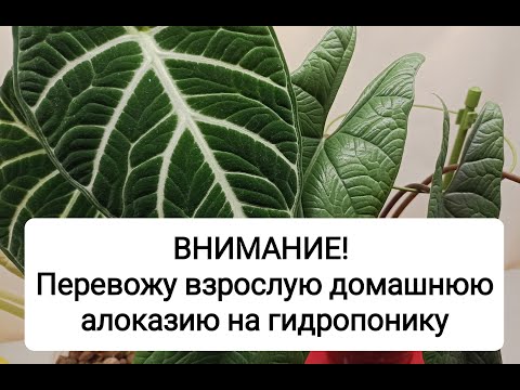 Видео: Перевожу взрослую домашнюю алоказию на гидропонику