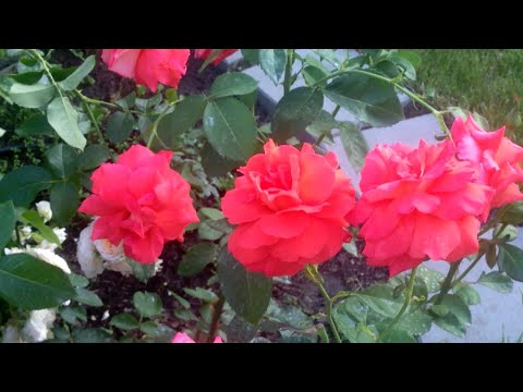 Видео: Розы в моем саду. Конец первого цветения