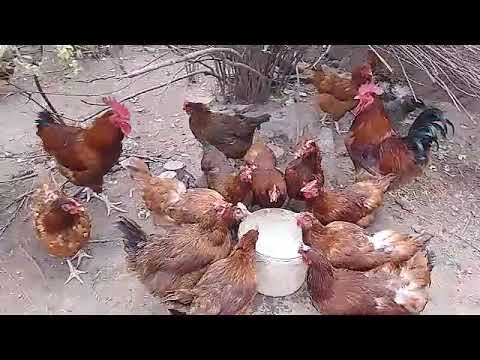 Видео: Ломан браун корейски тоза чуча ва тухм фуруши хаст 