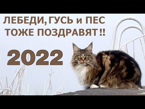 Видео: Новогоднее видео 2022, Аксель Франк, лебеди, коты, утки, пес и гусь