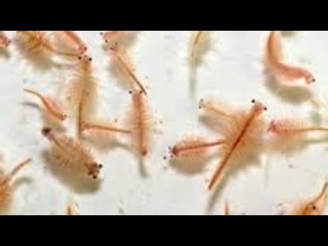 Видео: Артемия как выростить взрослых Артемий