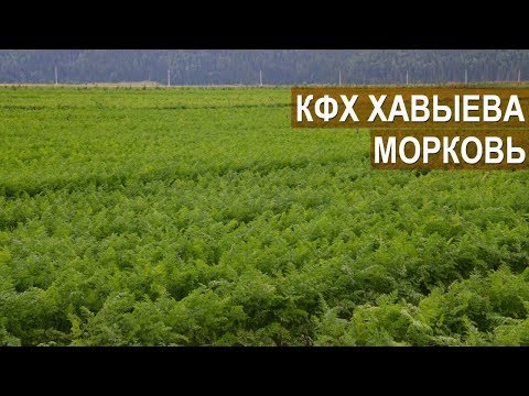 Видео: Гибриды моркови. Новинки овощных культур. КФХ Алмаза Хавыева