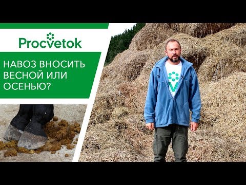 Видео: НАВОЗ как удобрение. Когда вносить навоз - осенью или весной?