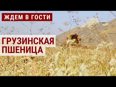 Видео: Возрождение грузинской пшеницы | ЖДЁМ В ГОСТИ