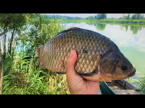 Видео: ПОПКОРН ТВОРИТ ЧУДЕСА!!! КАРАСЬ И САЗАН ДУРЕЮТ ОТ НЕГО!!! РЫБАЛКА2021