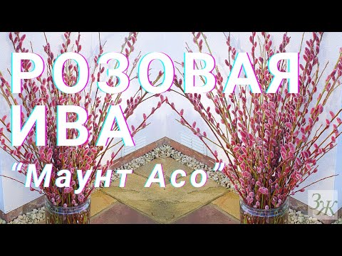 Видео: 💗 Розовая Ива Маунт Асо / Дерево Верба с Розовыми Сережками #верба #ива #вербное