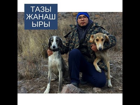 Видео: Тазымен қара жерде қоян алу/ Казахская борзая(тазы) берет зайца