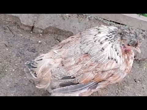 Видео: Что с ней случилось и чем лечить 🤔. Третий день глистования. 