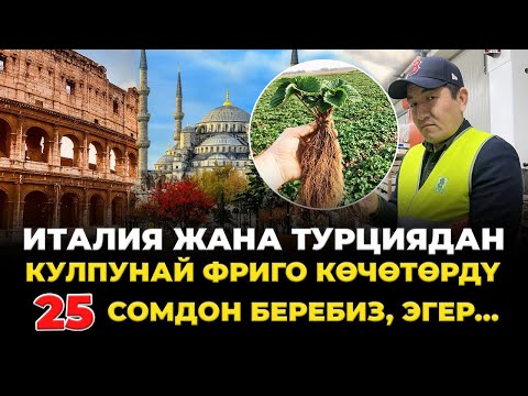 Видео: ФРИГО же КАССЕТА көчөттөр, КАЙСЫНЫСЫ жакшы ТҮШҮМ берет?