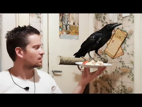 Видео: ЗАВЁЛ ВОРОНА - СТРОЙ УЛИЧНЫЙ ВОЛЬЕР! КВАРТИРА - ЭТО ТЮРЬМА ДЛЯ КРУПНЫХ ПТИЦ!