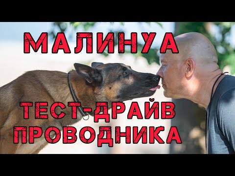 Видео: Малинуа: тест-драйв проводника бельгийской овчарки.