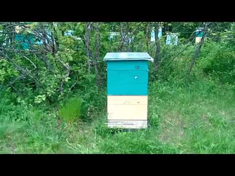 Видео: Технология направленная на главный взяток и уход от ройки .