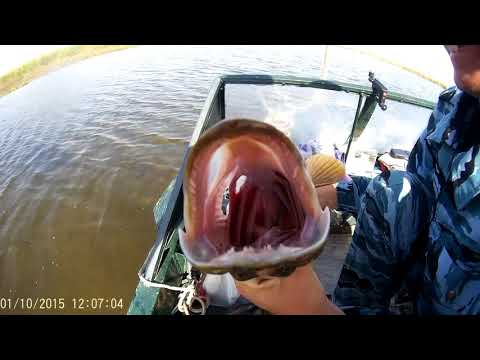 Видео: Ревин Хутор 2015