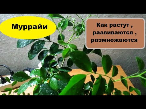 Видео: Муррайи : как развиваются  , растут ,  размножаются
