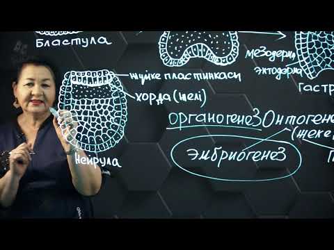 Видео: Мүшелер жүйесінің дамуы - эмбриогенездің сатылары. 8 сынып.