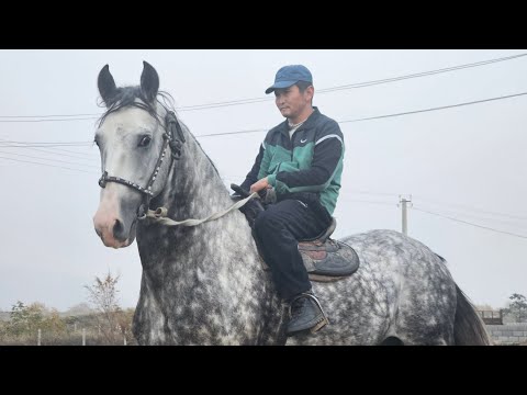 Видео: көк ДЕЛЬФИН АКТИЛЕК АКЕДЕН