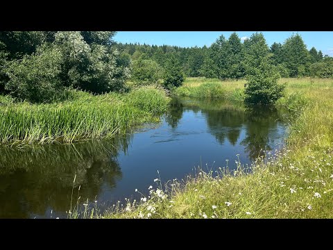 Видео: В поиске новых мест на речке Березина 🏝️🏕️