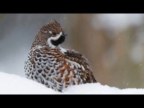 Видео: Охота на рябчика с манком