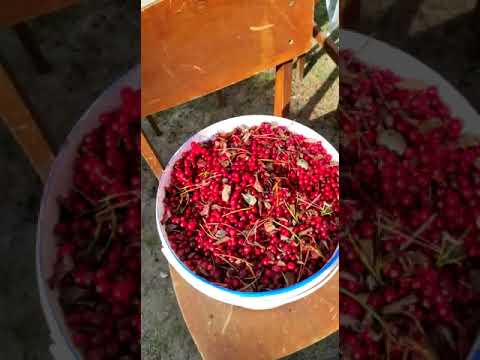 Видео: Очищаю ведро брусники за две минуты