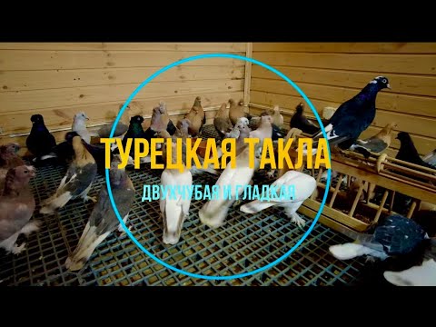 Видео: Турецкая такла двухчубая и гладкая