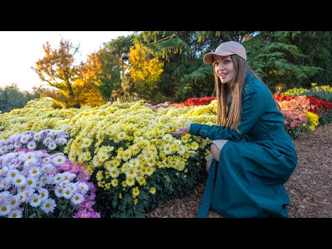 Видео: Невероятное буйство красок 😍 Бал хризантем - Никитский ботанический сад