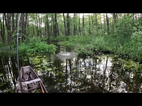 Видео: Захоплююча риболовля на Стоході зі спінінгом