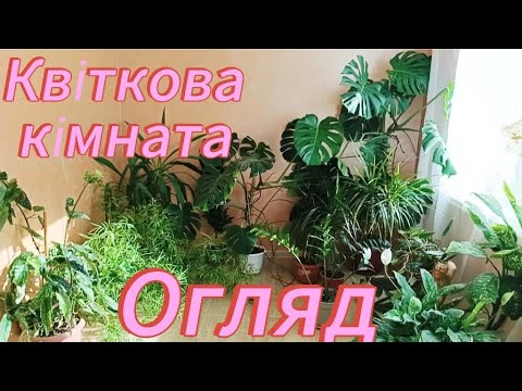 Видео: КВІТКОВА КІМНАТА 🌺 ОГЛЯД РОСЛИН 💚🌿🌸