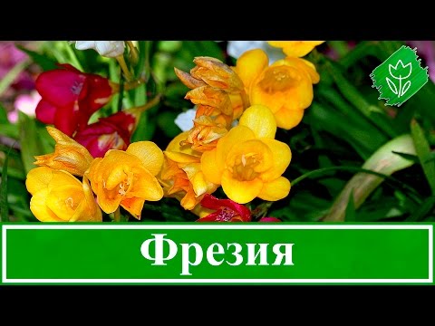 Видео: Выращивание фрезии в саду и в домашних условиях