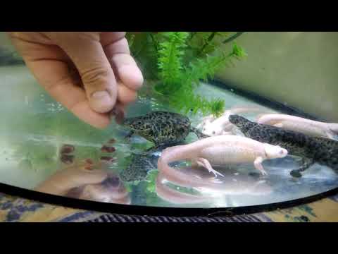 Видео: Чем кормить личинок Тритона. Корм для Тритона