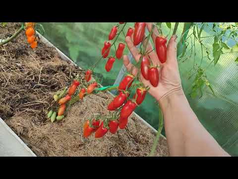 Видео: ОБЗОР НОВЫХ ЛУЧШИХ СОРТОВ ТОМАТОВ 2023г.(часть 1)
