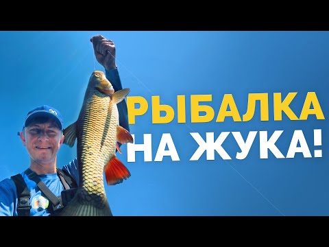 Видео: ГОЛАВЛЬ на ЖУКА! Рыбалка с поверхности! АТАКА ГОЛАВЛЯ! Нахлыст!