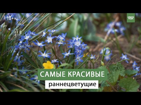 Видео: САМЫЕ РАННИЕ ЦВЕТЫ. МЕЛКОЛУКОВИЧНЫЕ