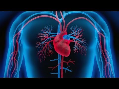 Видео: "Кровеносная система", Окружающий мир 3 класс ч.2, с.22-25, Планета знаний.