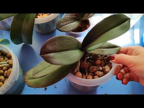 Видео: 12.06.22.ОРХИДЕИ пересаженные в кокосовый  субстрат.. пересаживаю ещë😉