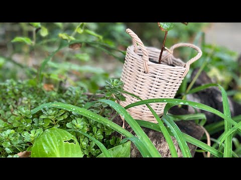 Видео: Огород , выгонка лука !!🧅. На Новый год будем торговать 🙏👍! Про конфеты , и просто мой день ! 