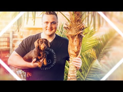 Видео: Обнажаем ствол пальмы Trachycarpus fortunei для создания тропического эффекта!