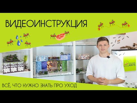 Видео: Как заселить муравьёв в муравьиную ферму? Как увлажнять?