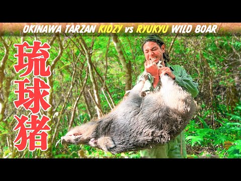 Видео: Поймайте самого большого кабана Рюкю примитивной ловушкой и съешьте его.　　Кабан Рюкю