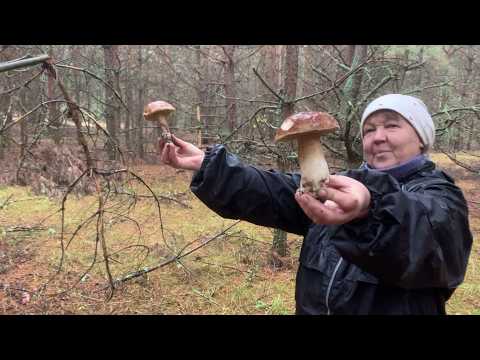 Видео: Вот так надо ходить в лес за грибами! Живу одна на краю села