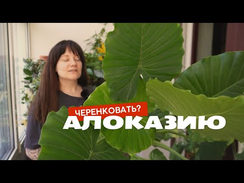 Видео: Размножение АЛОКАЗИИ ЧЕРЕНКОВАНИЕМ 🫣