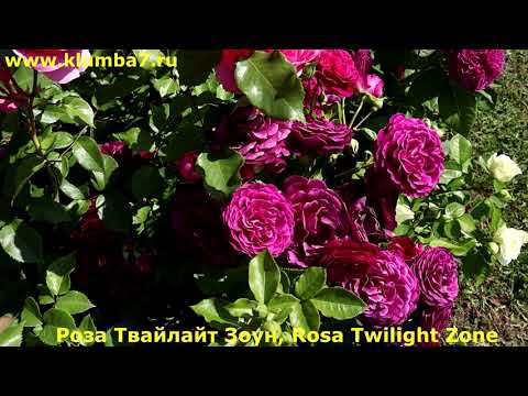 Видео: 25 СОРТОВ РОЗ пурпурного, сливового, фиолетово-бордового и малинового окраса! Только самые лучшие...