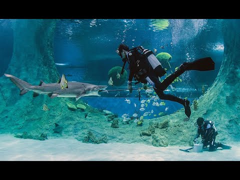 Видео: ОКЕАНАРИУМ «АКВАТИКА»