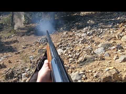 Видео: Tavşan Avı, Dağda kaybolmuş keçi bulduk..охота на кроликов Rabbit hunting