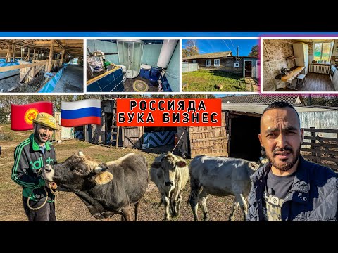 Видео: МЫНА САГА БИЗНЕС 34 мал🐄🐂 8сотых ЖЕР даяр УЙ🏠🛁🚽🔥 БААРЫ САТЫЛАТ ‼️