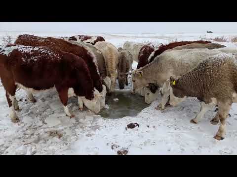 Видео: Коровы прохладной жизни