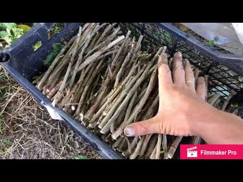 Видео: Размножение красной смородины черенками.Ровада.