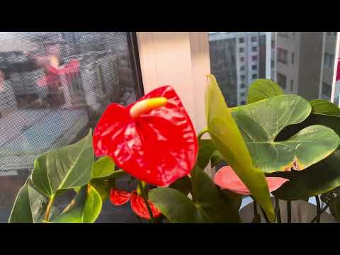 Видео: Антуриум Сафари с бутоном и другие цветущие💖🥰